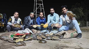 চাঁদপুর থেকে ২৮০ কেজি কচ্ছপ উদ্ধার