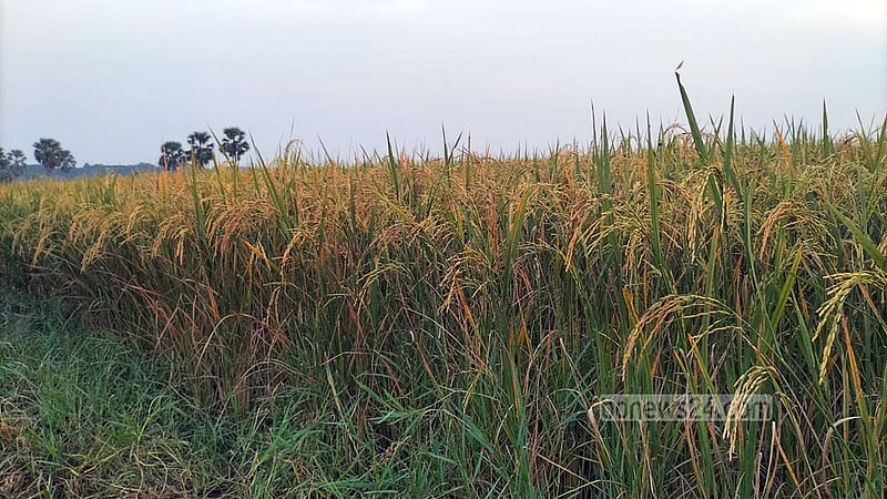 বিনা ধান-২৬ এর ভাতে মিলবে প্রোটিন