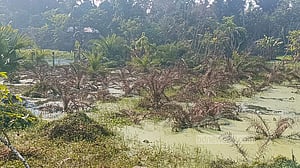 জলাবদ্ধতায় মরল দেশের একমাত্র খেজুর গবেষণা বাগানের গাছ