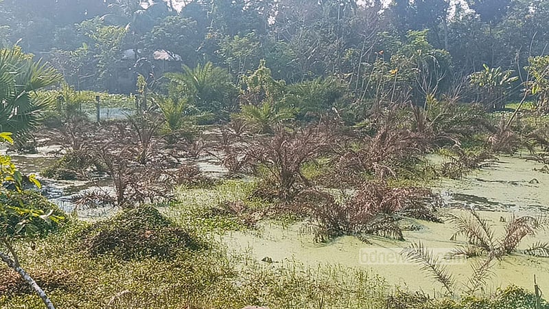 জলাবদ্ধতায় মরল দেশের একমাত্র খেজুর গবেষণা বাগানের গাছ