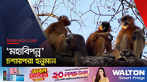 ‘মহাবিপন্ন’ চশমাপরা হনুমান ‘খাদ্যসংকটে’