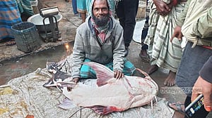 মানিকগঞ্জের পদ্মায় জেলের জালে ৪৪ কেজির বাঘাইর, ৪৮ হাজারে বিক্রি
