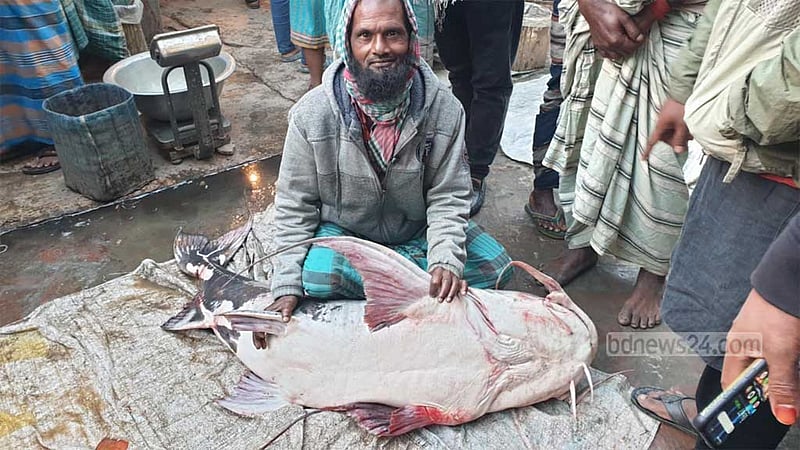 মানিকগঞ্জের পদ্মায় জেলের জালে ৪৪ কেজির বাঘাইর, ৪৮ হাজারে বিক্রি