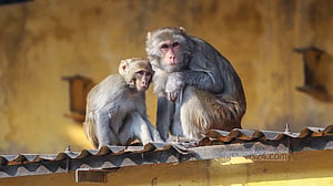 বিশ্ব বানর দিবস