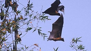 নিপা ভাইরাসে এ বছর ৫ মৃত্যু