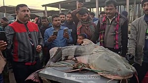 রাজবাড়ীর পদ্মায় জেলের জালে ৫৫ কেজির বাঘাইড়, বিক্রি ৭১ হাজারে