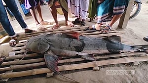 অবাধে চলছে ‘মহাবিপন্ন’ বাঘাইড় শিকার, রা নেই কারো