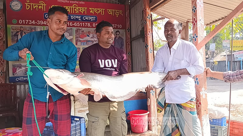 রাজবাড়ীর পদ্মায় ধরা বোয়াল বিক্রি হল ৫২ হাজারে