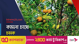 কমলা চাষে স্বাবলম্বী রাজবাড়ীর ছরোয়ার