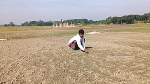 প্রণোদনার বীজে গজায়নি চারা, চাষিদের মাথায় হাত