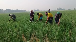 অতিবৃষ্টিতে পেঁয়াজের ফলন কম, লোকসানের আশঙ্কা কৃষকের