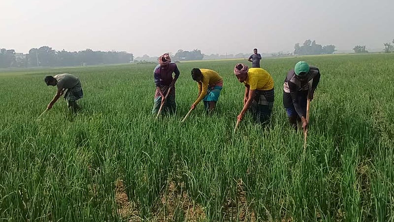 অতিবৃষ্টিতে পেঁয়াজের ফলন কম, লোকসানের আশঙ্কা কৃষকের