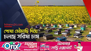 রাজবাড়ীতে মৌমাছি দিয়ে সরিষা চাষ