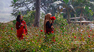 গোলাপ দেখতে এক গ্রামে