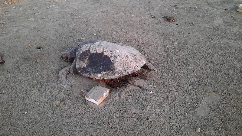 পারকি সৈকতে ভেসে এল মৃত কাছিম
