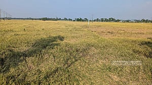 সুনামগঞ্জে লক্ষ্যমাত্রার ৩ হাজার টন বেশি আমন উৎপাদনের আশা