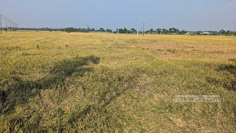 সুনামগঞ্জে লক্ষ্যমাত্রার ৩ হাজার টন বেশি আমন উৎপাদনের আশা