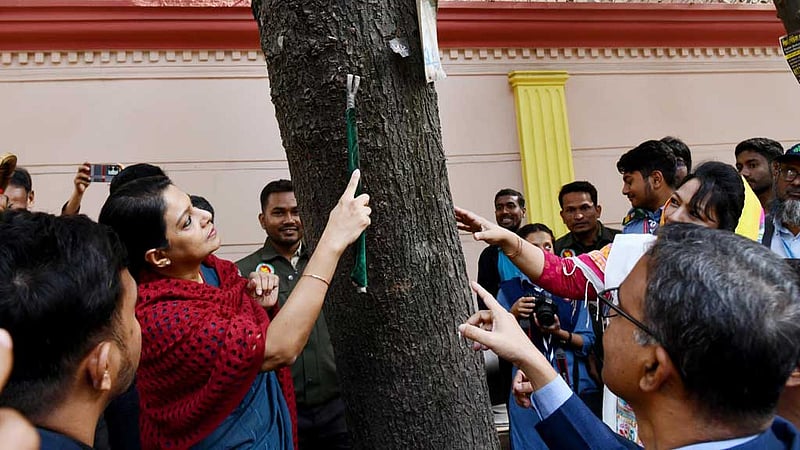 গাছ রক্ষায় হবে নতুন আইন, বন্ধ হবে পেরেক ঠোকা: রিজওয়ানা