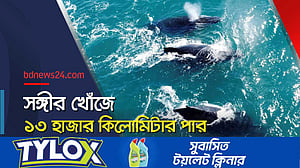 তিমির রেকর্ড ভাঙা যাত্রা দেখে বিজ্ঞানীরা হতবাক