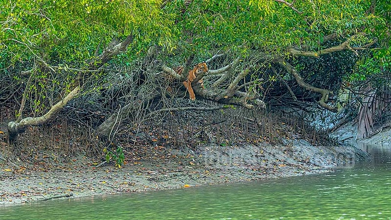 সুন্দরবনে বাঘ বাড়ছে? জানা যাবে সেপ্টেম্বরে