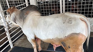 সাদিক অ্যাগ্রোকে নয়, ব্রাহমা দেওয়া হয়েছিল বিডিএফএকে