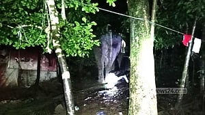কক্সবাজারের লোকালয়ে বন্যহাতি, তাড়াতে গিয়ে নিহত ১
