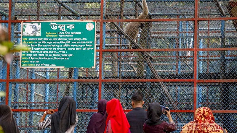 জাতীয় চিড়িয়াখানা: বিনোদনের চাপে বিপন্ন খাঁচাবাসী