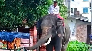 কিশোরগঞ্জে হাতির আক্রমণে ওষুধ ব্যবসায়ীর মৃত্যু, মাহুত আটক