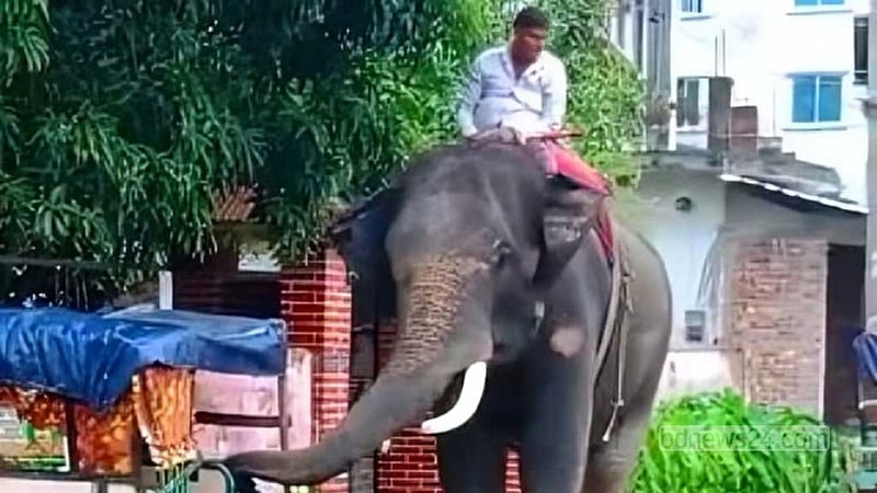 কিশোরগঞ্জে হাতির আক্রমণে ওষুধ ব্যবসায়ীর মৃত্যু, মাহুত আটক