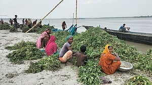 যমুনার পানি বেড়ে পাবনায় শত শত বিঘা বাদাম ক্ষেত প্লাবিত