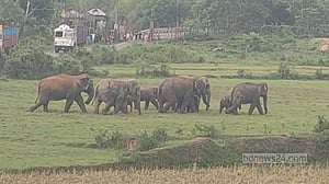 শেরপুর সীমান্তে বন্যহাতির তাণ্ডব, বাড়িঘরে হামলা