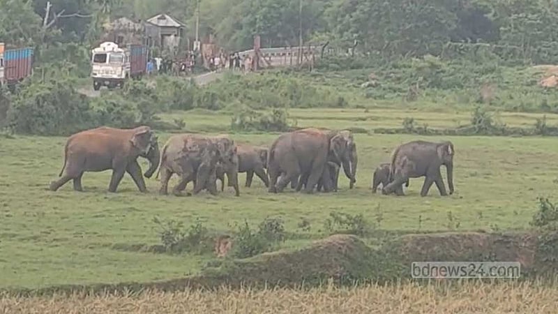 শেরপুর সীমান্তে বন্যহাতির তাণ্ডব, বাড়িঘরে হামলা