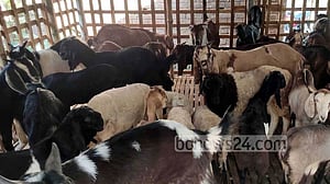 ছাগল, গাড়ল পালনেও মিলবে ৪ শতাংশ সুদের ঋণ