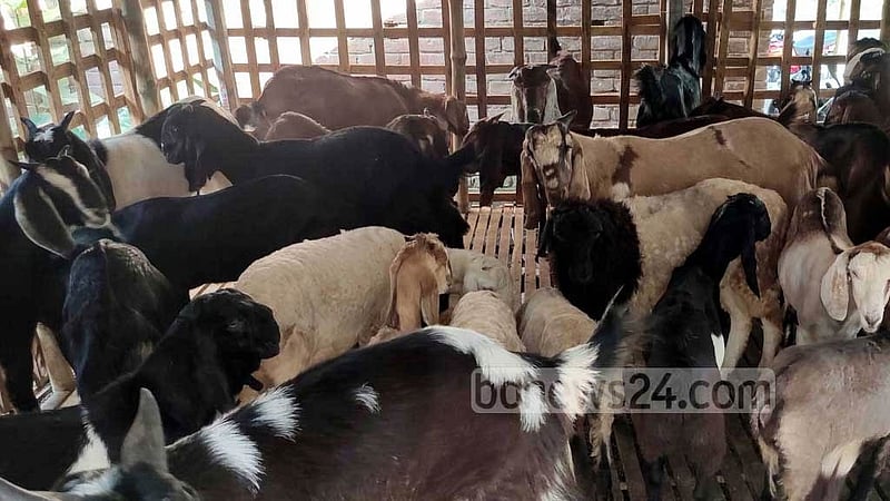 ছাগল, গাড়ল পালনেও মিলবে ৪ শতাংশ সুদের ঋণ