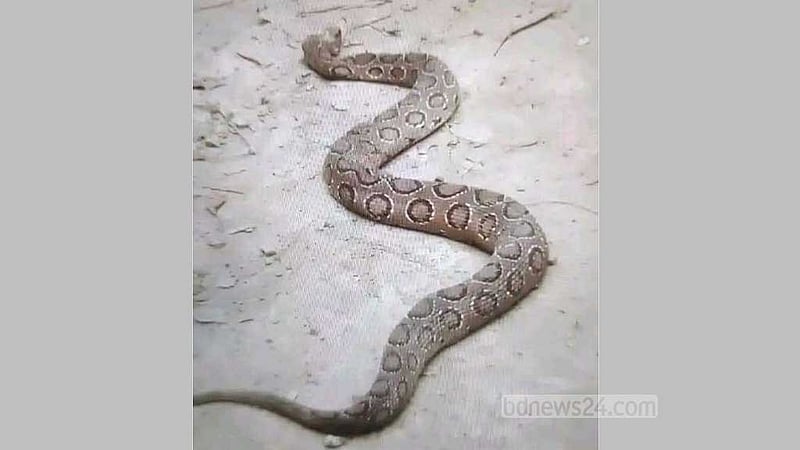 রাসেলস ভাইপার: নিধন নয়, ‘করণীয়’ জানাল সরকার