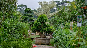 বৃক্ষ মেলায় এক বনসাইয়ের দাম ৮ লাখ