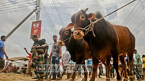 নতুন ইজারা বিজ্ঞপ্তি হলেও আফতাবনগরে পশুর হাট বসাচ্ছে না ডিএসসিসি