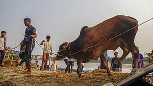 কোরবানির গরু ও গোবেচারাদের কথা