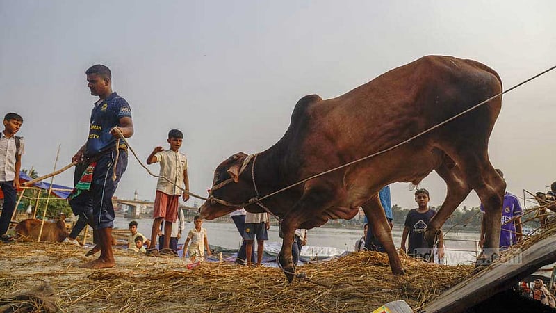 কোরবানির গরু ও গোবেচারাদের কথা