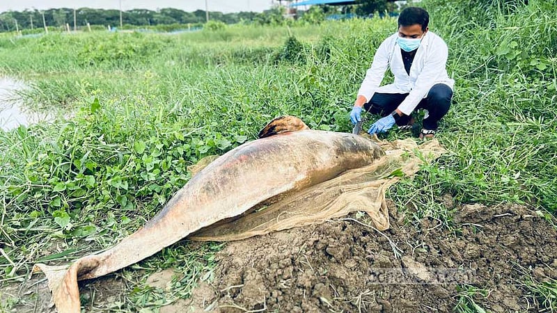 হালদায় আবার মা মাছের মৃত্যু, ভাবাচ্ছে নদীর ‘দূষণ’