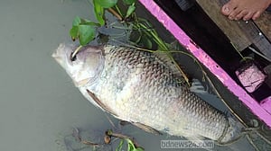 ১৯ কেজির মা কাতল মাছ মিলল মৃত অবস্থায়