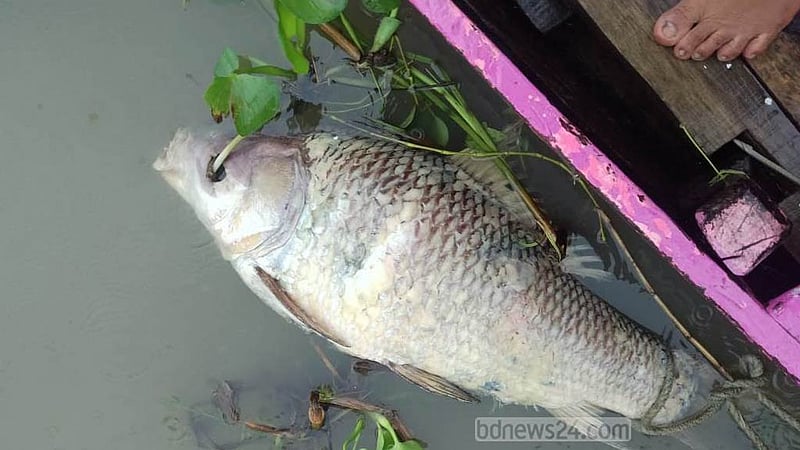 ১৯ কেজির মা কাতল মাছ মিলল মৃত অবস্থায়