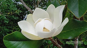 উদয়ে তার ভোরের সুষমা