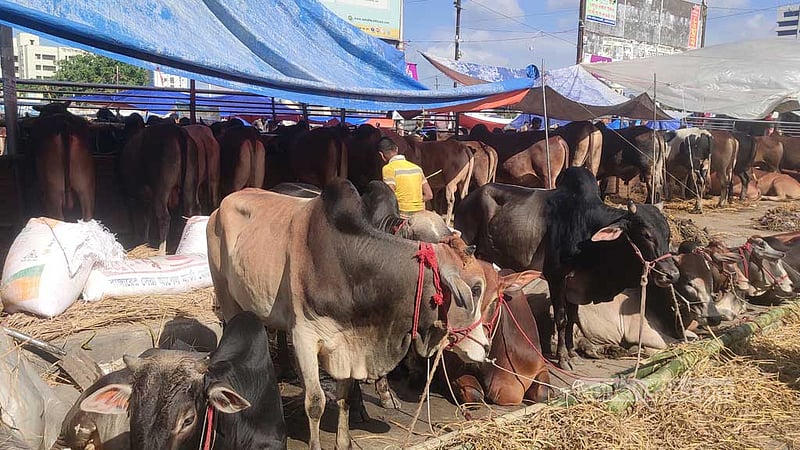 গরুর ট্রাকের সামনে হাটের ঠিকানা ঝোলানোর পরামর্শ ডিএমপি কমিশনারের