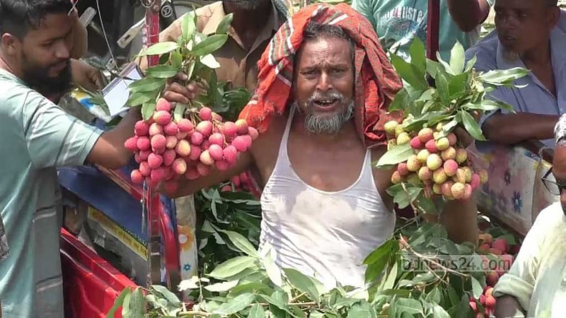 দিনাজপুরে লিচুর ফলন কম, আকারেও ছোট তবে দামে চড়া