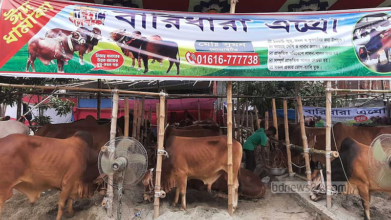 বেচাকেনা শুরু, জমার অপেক্ষায় ঢাকার পশুর হাট