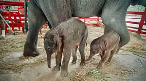 থাইল্যান্ডে হাতির বিরল যমজ শাবকের জন্ম