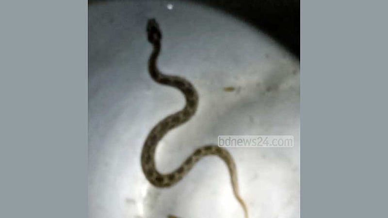 পুরস্কারের আশায় রাসেলস ভাইপার ধরে নিয়ে আসায় ‘বিপদে’ বনবিভাগ
