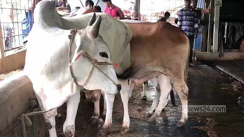 ফেনীতে কোরবানির গরু লুট, খামারে খামারে আতঙ্ক