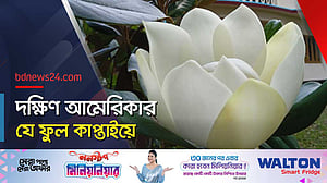 কাপ্তাই জাতীয় উদ্যানে প্রাচীন এক ফুল